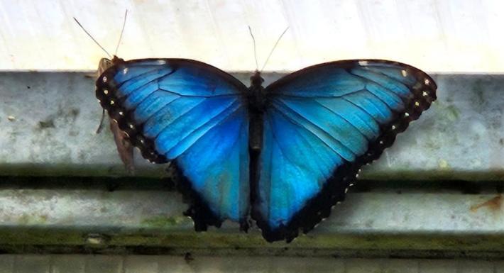 Blue Butterflies Studio Empuriabrava Exteriér fotografie